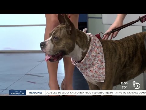 10News Pet of the Week: Lola – YouTube
