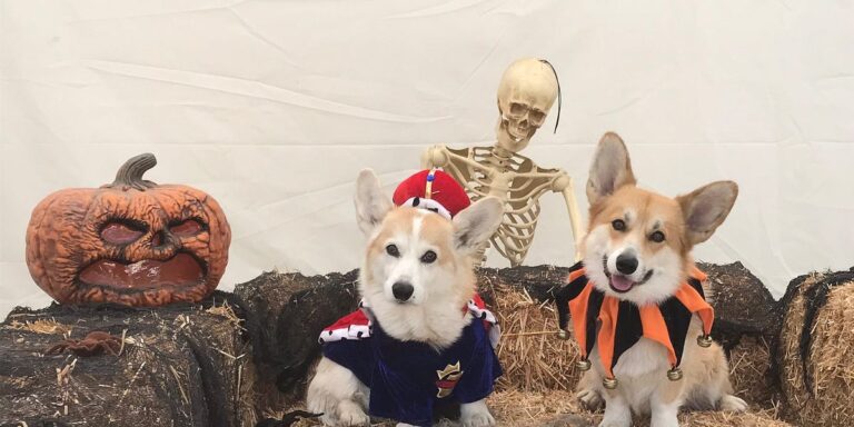 Contrarian Pets of the Week