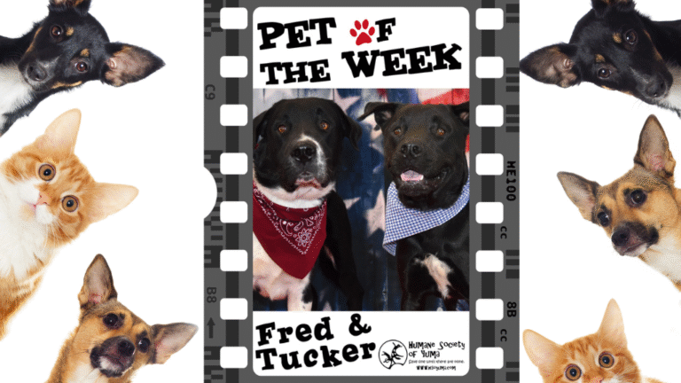 Pet Talk: Meet Fred and Tucker – Yuma – KYMA