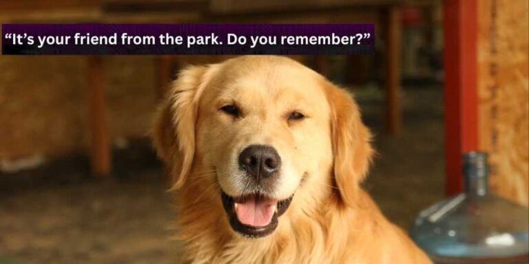 Dog recognizes his favorite words in adorable fake letter – Upworthy