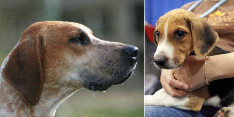 Pet owners share what it's really like living with the 'least popular' dog breed in America