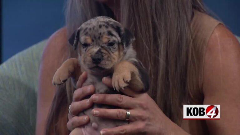 Love 4 Pets: Patsy and Merle in-studio, Street and Gretel – KOB.com