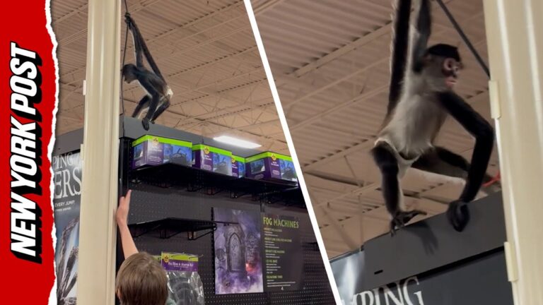 Monkey Madness: Diaper-Clad Primate Sparks Frenzy in Spirit Halloween – YouTube