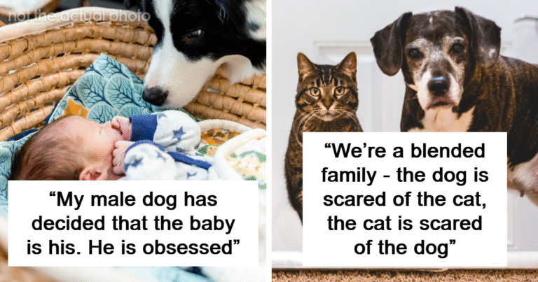 47 Pet Owners Share The Biggest Beef Their Animals Have Going On Right Now – Bored Panda