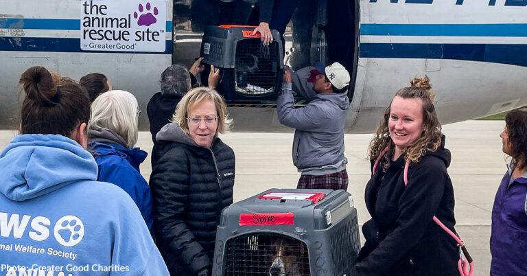 Dozens of Shelter Pets Land in Wisconsin to Find Homes for the Holidays