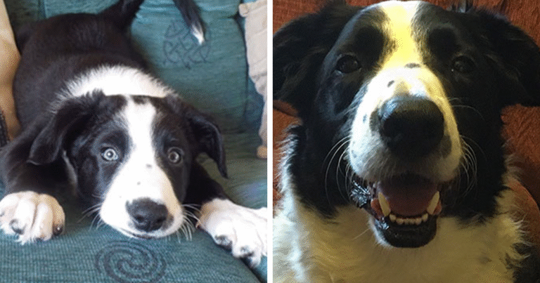 From Tiny Fluffballs To Full-Grown Mischief: 33 Pets Then And Now – Bored Panda