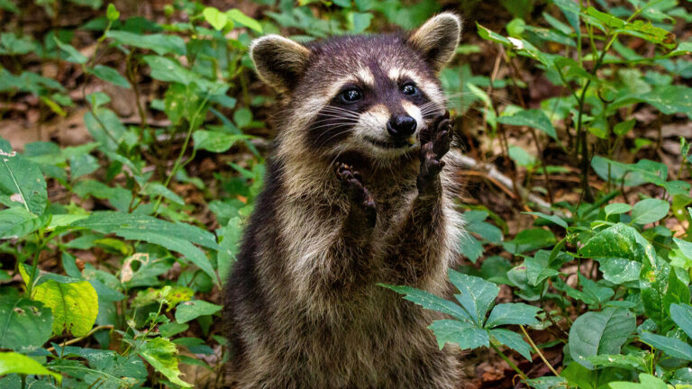 Researchers say raccoons may be inching closer to becoming pets – Dexerto