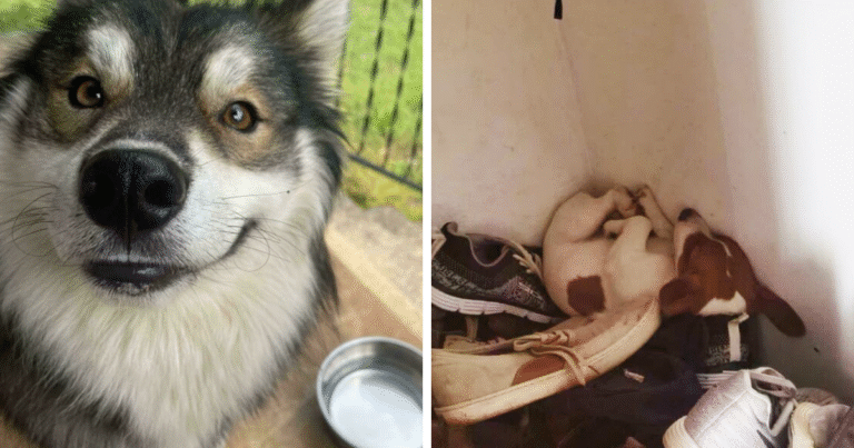 127 Photos That Prove Dogs Make Our Lives Better (New Pics) – Bored Panda