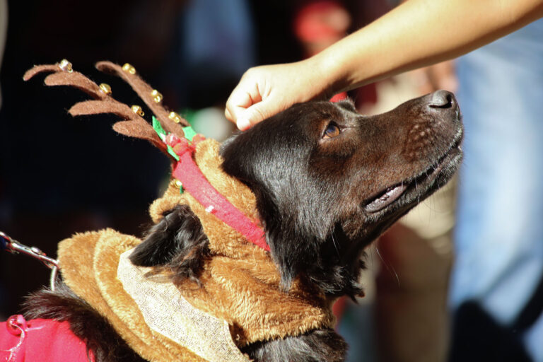 Save a trip to the vet ER this holiday season! Avoid these 6 hazards to keep your pets safe