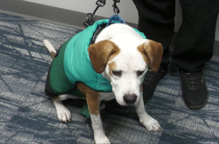 Animal Shelter Society Pet of the Week: Meet Boone! – WHIZ – Fox 5 / Marquee Broadcasting