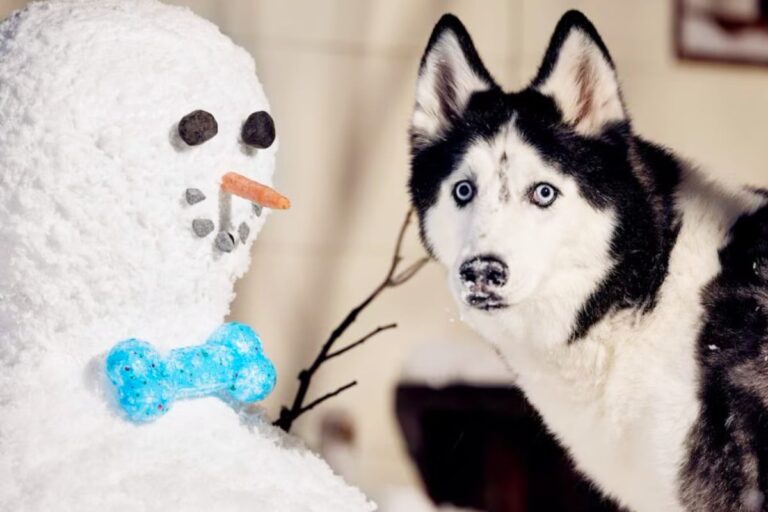 Grab these tail-Wagging Chewy Deals on Wednesday, November 12 – TAG24