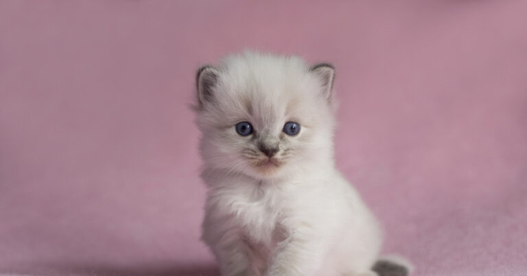 Ragdoll Kitten With Cutest Somersault Is Spitting Image of 'Sailor Moon' Cats – Parade Pets