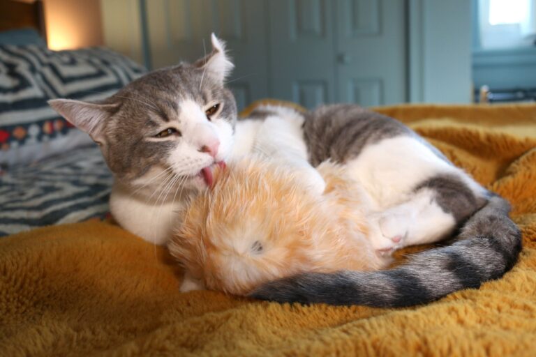 This AI pet is the cutest thing I ever reviewed — and my cat loves it too | Tom's Guide