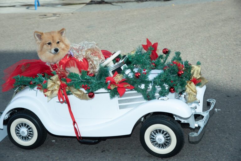 Furry fashion reigned at the annual Pet Parade in Gaslamp Quarter – Times of San Diego