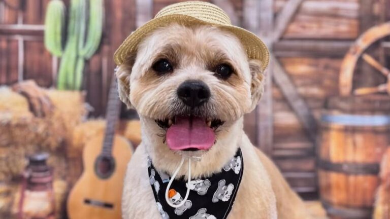 Pet of the week: Adorable pup goes viral for refusing anyone but her favorite groomer