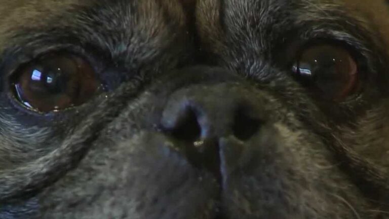 Experts warn pet owners about holiday hazards for pets﻿ – KOAT