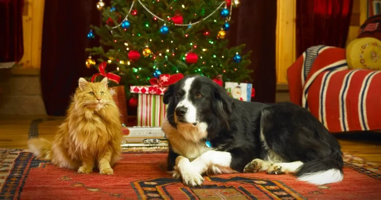 Christmas gifts for your pets for every budget including cats and dogs – The Mirror