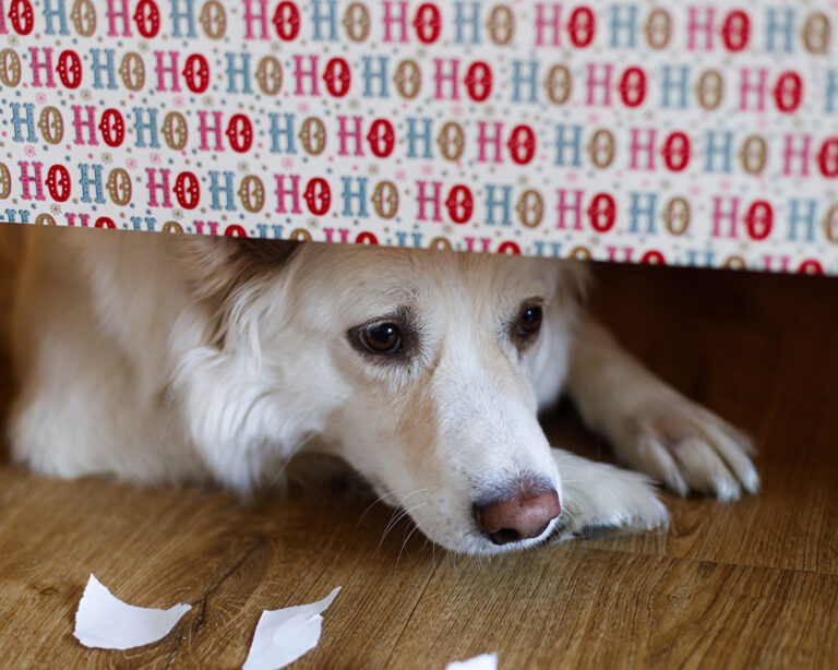 TikTok Pet Wrapping Trend Risks Explained – Kinship