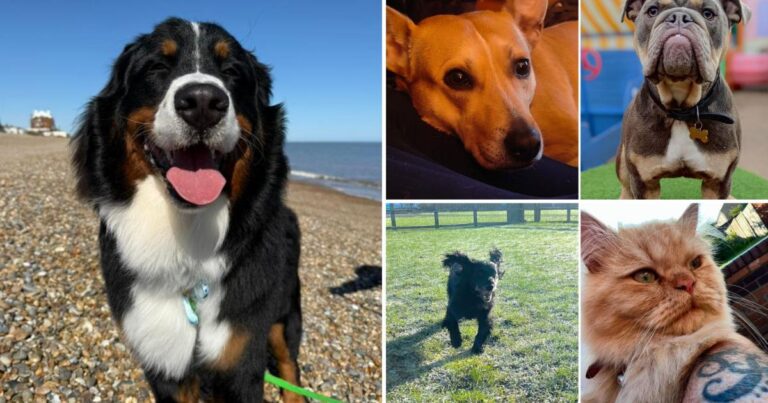 Latest EADT and Ipswich Star Pets of the Week revealed | East Anglian Daily Times