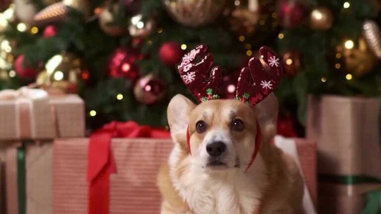 Spoil your pets with Consumer Reports-tested products – WMUR