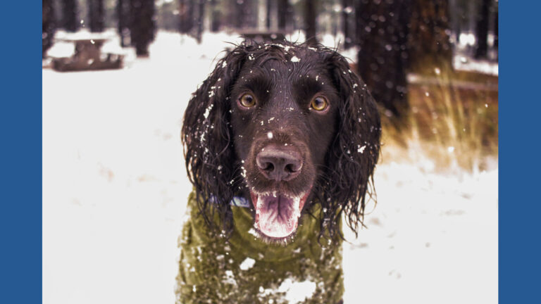 Don't forget pets when preparing for winter's cold. Here's what experts recommend | kare11.com