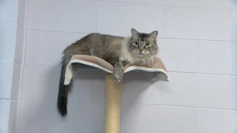 Kamloops SPCA advising against giving pets as holiday gifts