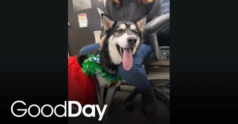 This adorable puppy is looking for her forever home | Pet of the Week – CBS News