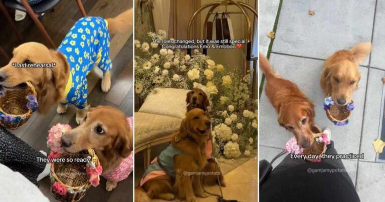 Golden Retrievers Practice Being Cutest Ring Bearers in Adorable Video – DogTime