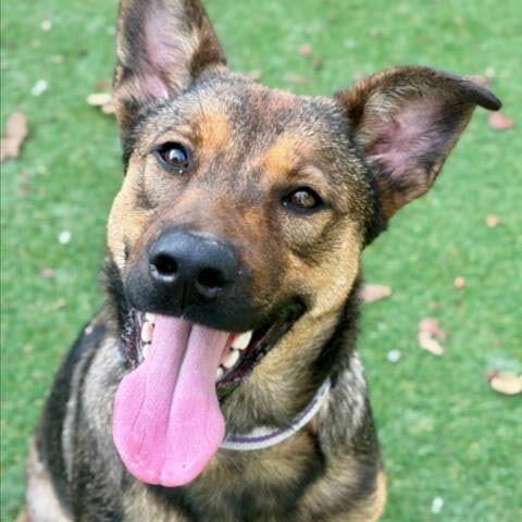 Pets of the week | Features | davisenterprise.com