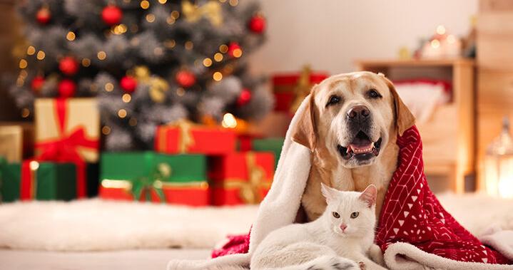 Winter Wellness: Keeping your pets safe and happy | Local | baytownsun.com