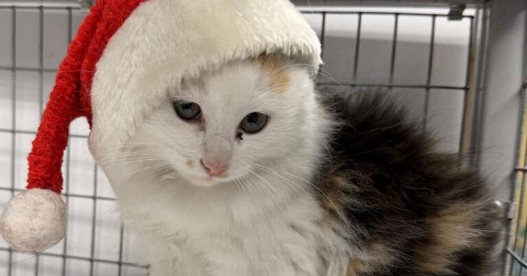 Paws for Pets: 'A Cat's Christmas Adventure' – York News-Times
