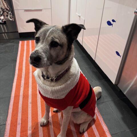 Holiday pet pics return! | Local News | newburyportnews.com