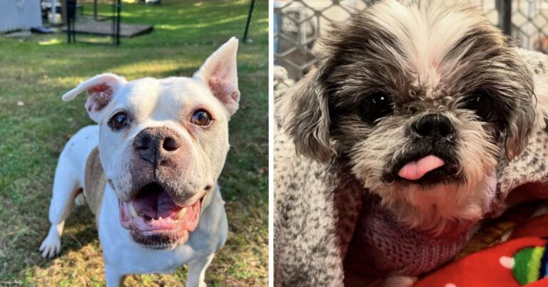 Vintage pets in need of forever homes for the holidays | News – The Valley Breeze