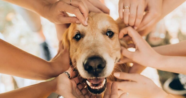 Dogs heighten our sense of community, but cats don't, research shows | Lifestyle