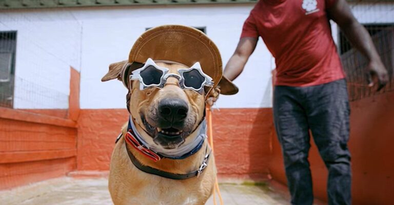 #BehindtheCampaign: Lucky Hustle helps dogs seek their forever homes through cute music video