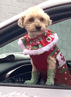 A puppy for Christmas? Not so fast. – USA Today