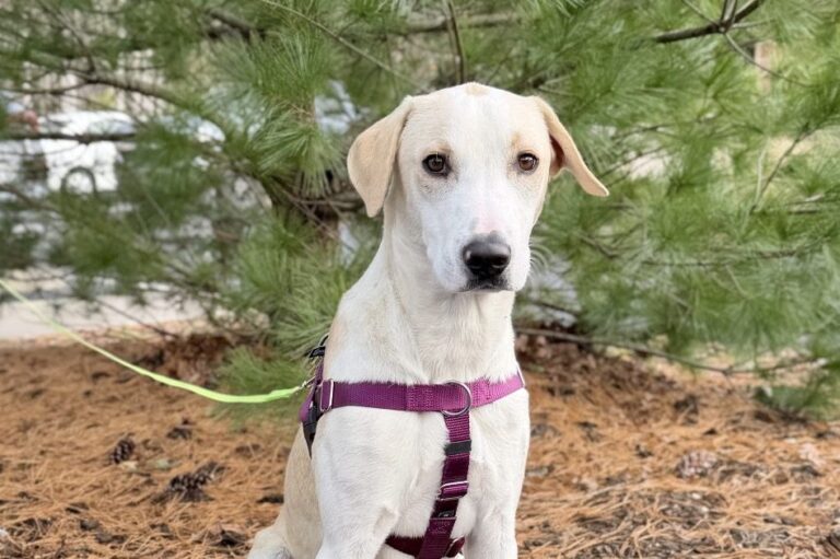 Adorable East End Pets Up for Adoption This December 2025 – Dan's Papers