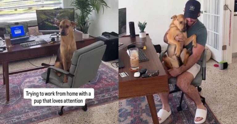 Video: Rescue Puppy Becomes 'Coworker' as Owner Works from Home – DogTime