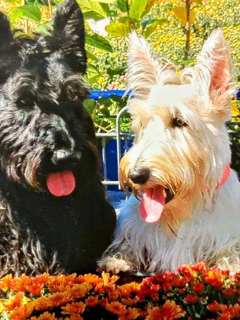 Meet Fala and Finlay: December BFF of the Month, CreekLine – Florida NewsLine