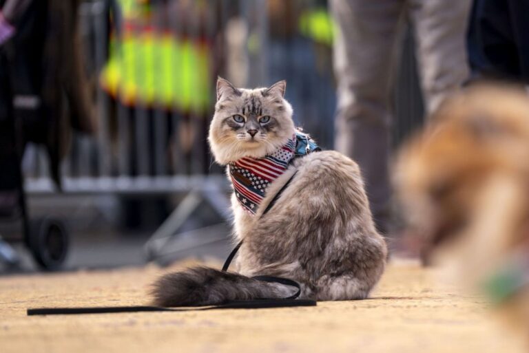 Look: Furry felons: 5 true stories of creature crime – UPI.com