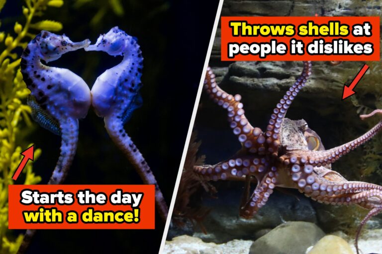 15 Animal Habits That Are So Sweet And Surprisingly Smart, I'm Starting To Think They … – BuzzFeed