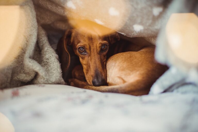 What Mini Dachshund Puppy Does at 6PM Each Night Melts Hearts: 'Adorable' – Newsweek