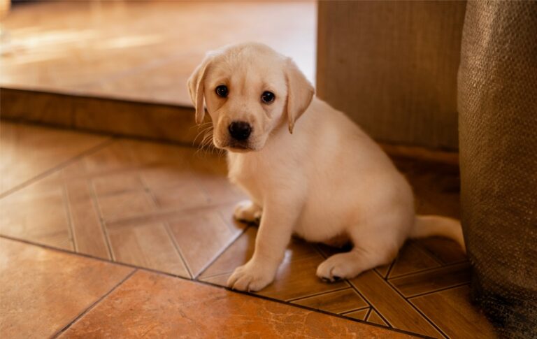 Labrador Wants Owner To Talk Through Pet Cam, His Method Melts Hearts – Newsweek