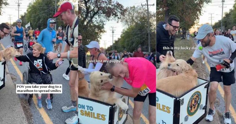 Video: Golden Retrievers 'Spread Smiles' at a Marathon – DogTime