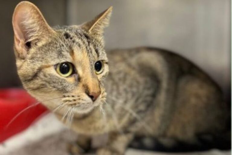 Pets of the week – Christian County Now