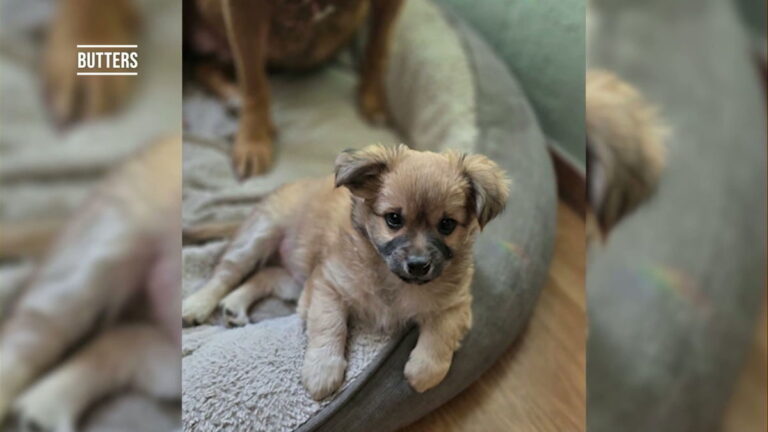 Pet Pics: They say Butter(s) makes everything better – KTVZ