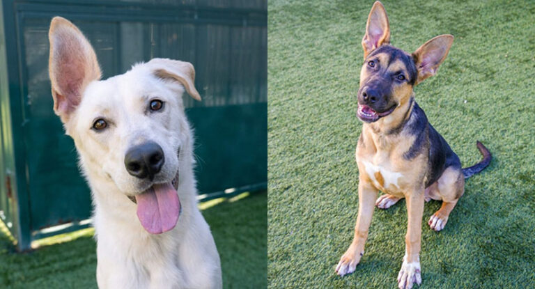 Pets of the Week at Pasadena Humane