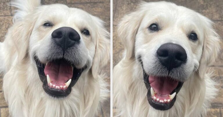 35 Times Golden Retrievers Proved They're Too Pure For This World – BuzzFeed