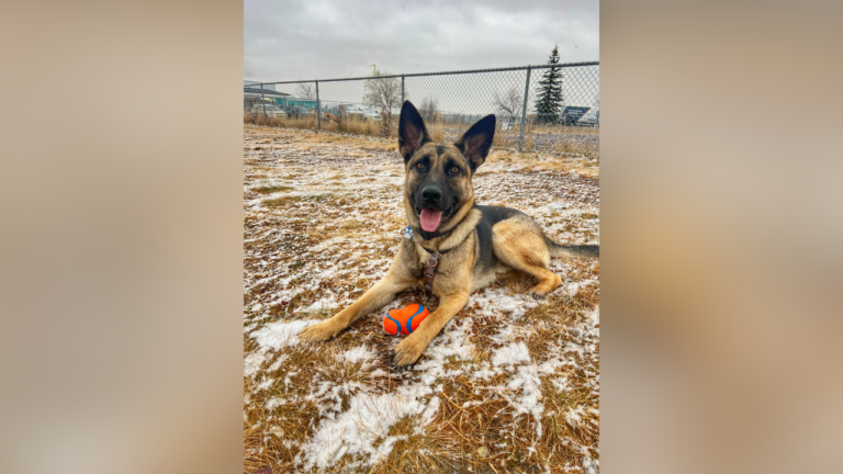 Pause for Pets: Meet John E, the teenage dog getting overlooked – 660 News