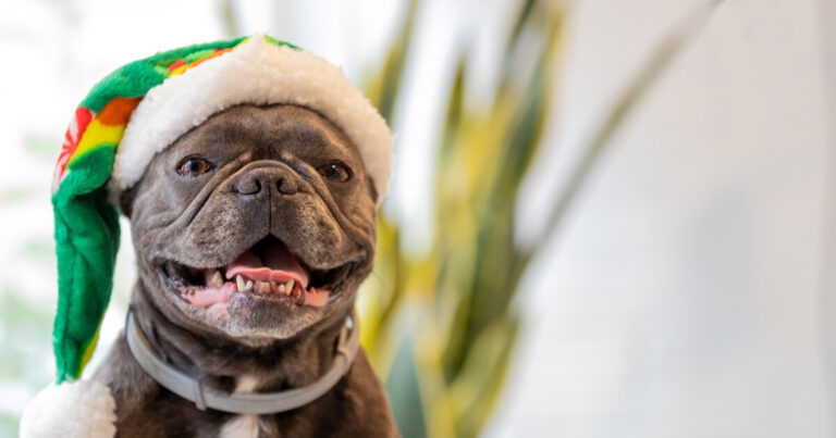 Precious 'Christmas Caroling' Dogs Will Get Anyone Into the Holiday Spirit – PetHelpful
